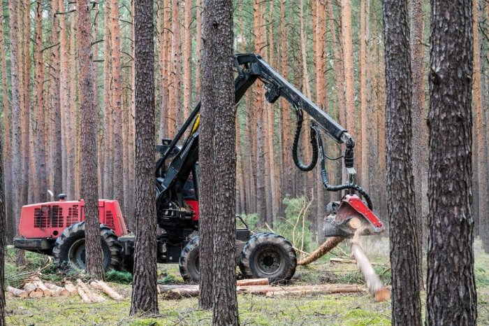 МСП в сфере лесной промышленности получат господдержку